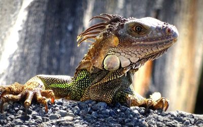 Le lézard